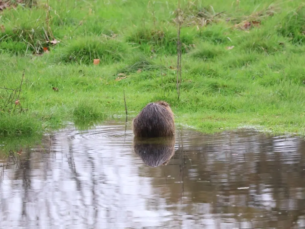 Pierre ou ragondin ? -Bivouac des Sciences Sous cet angle, ils sont bien cachés - Bivouac des Sciences