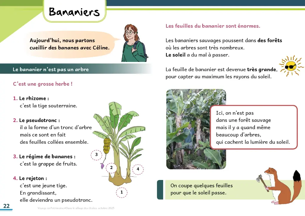 Bananier_page-0001.webp