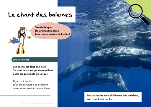 Le chants des baleines