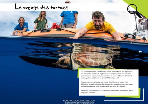 Le voyage des tortues