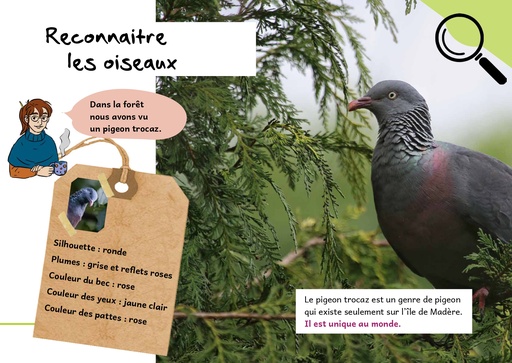 Reconnaitre les oiseaux